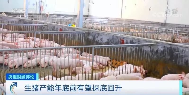 河北猪肉事件最新消息，全面解析事件进展与应对措施