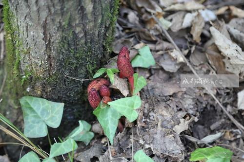 万源市花楼乡最新消息概览